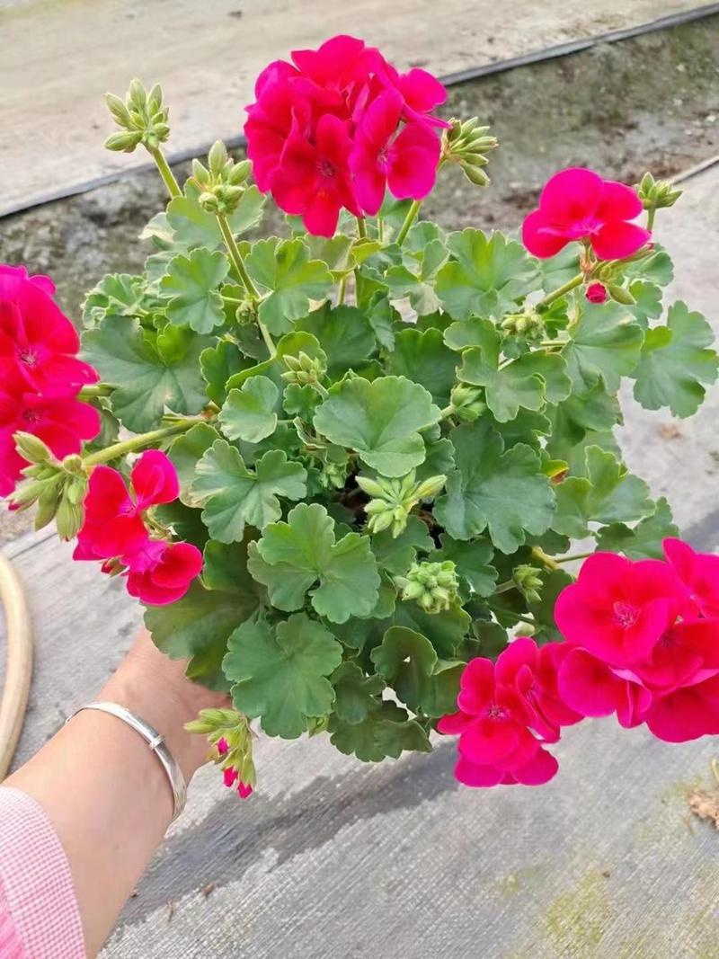 天竺葵哪个品种最好？-图2