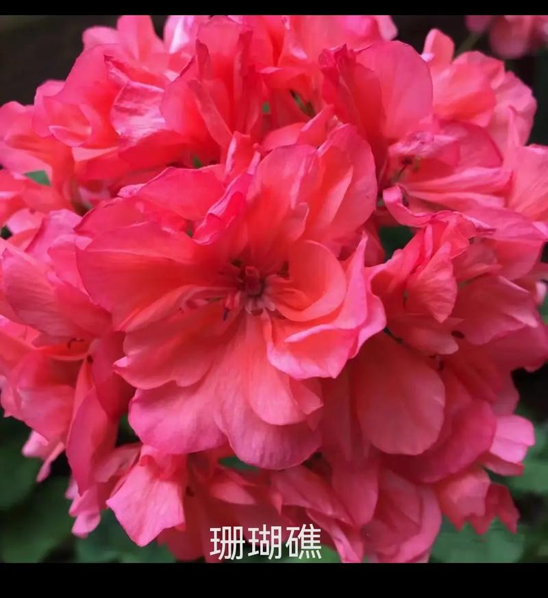 天竺葵哪个品种最好？-图3