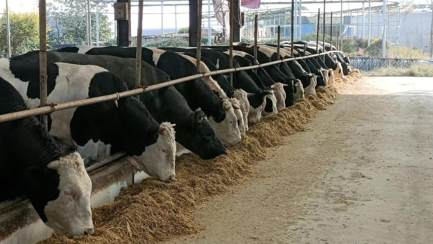 优质肉牛饲养管理技术要点有哪些？-图1