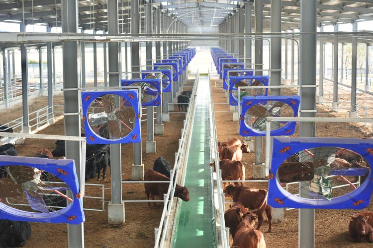 优质肉牛饲养管理技术要点有哪些？-图2