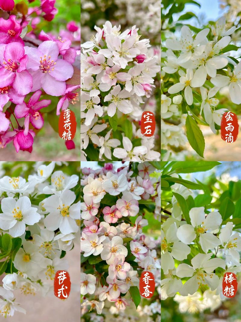 海棠花放品种知多少？-图2