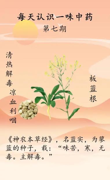 复方蓝板蓝根如何高效种植?-图2 复方蓝板蓝根如何高效种植?-图2