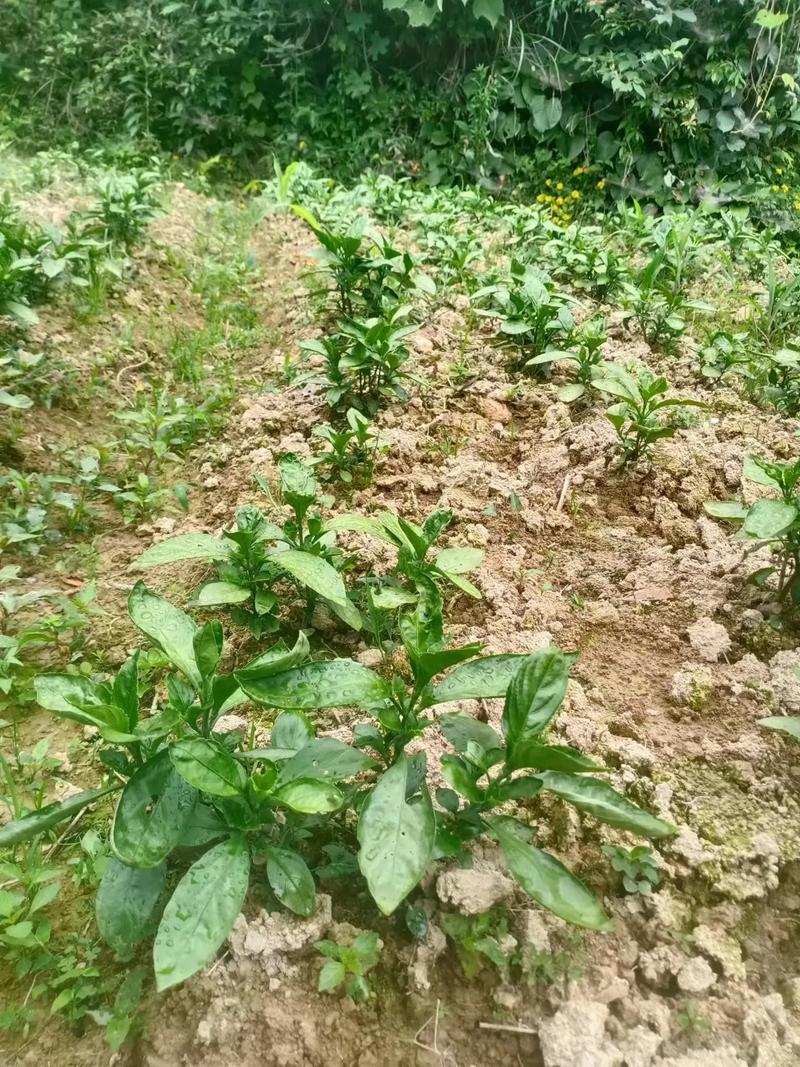 复方蓝板蓝根如何高效种植?-图1 复方蓝板蓝根如何高效种植?-图1