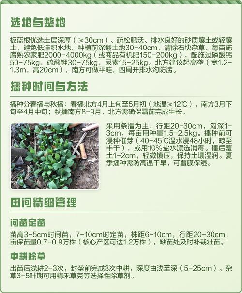 复方蓝板蓝根如何高效种植?-图3 复方蓝板蓝根如何高效种植?-图3