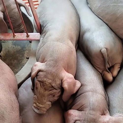 母猪选种什么品种好？-图2