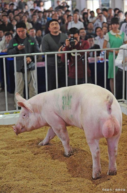 母猪选种什么品种好？-图3