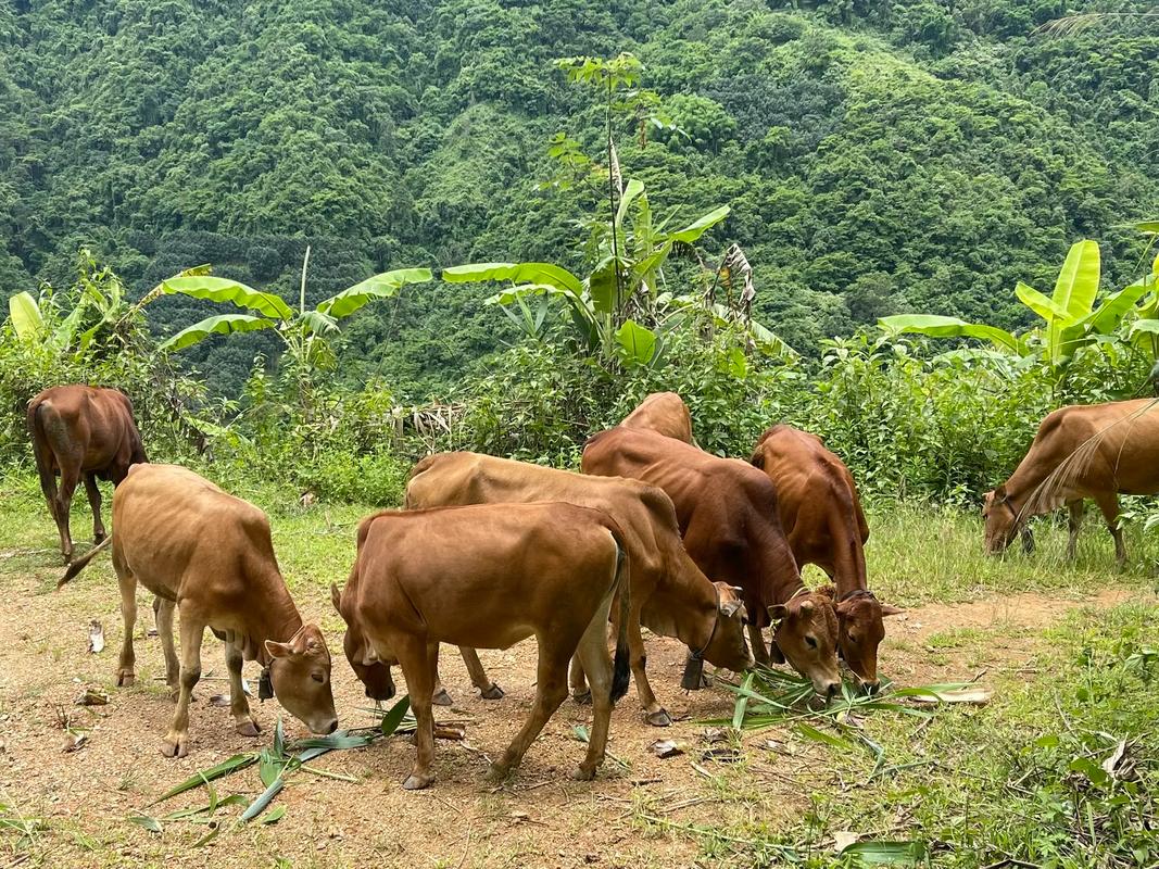 农村放牧黄牛养殖技术-图1