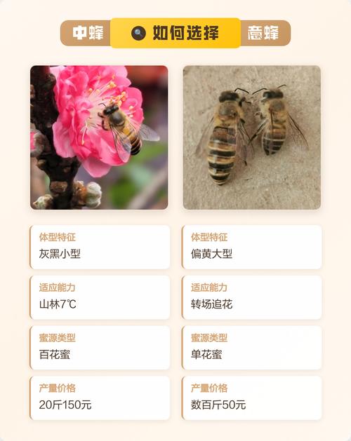 意蜂密和中蜂密，价格差多少？-图3