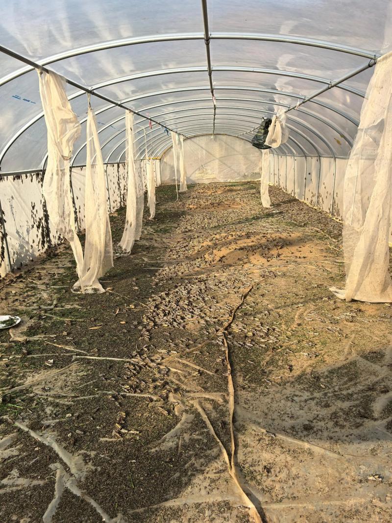 蚂蟥幼苗养殖技术视频，如何高效培育？-图2