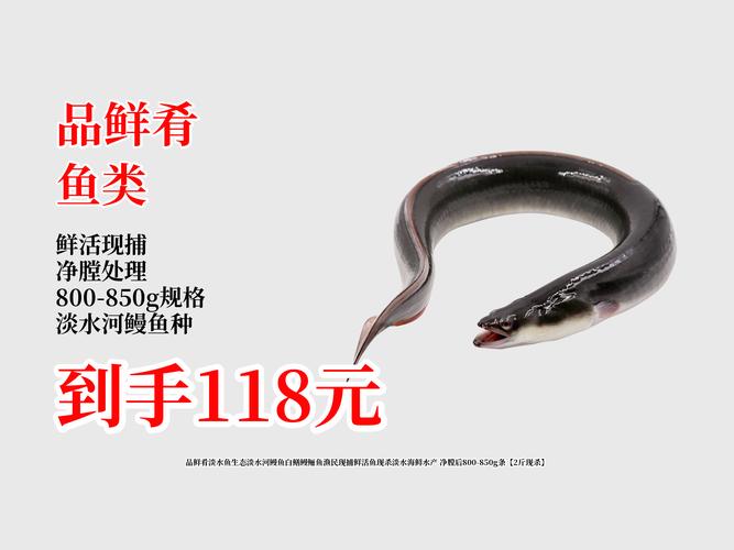 黄鳝批发价今日行情如何？-图2