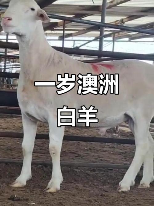 澳洲羊主要是什么品种？-图1