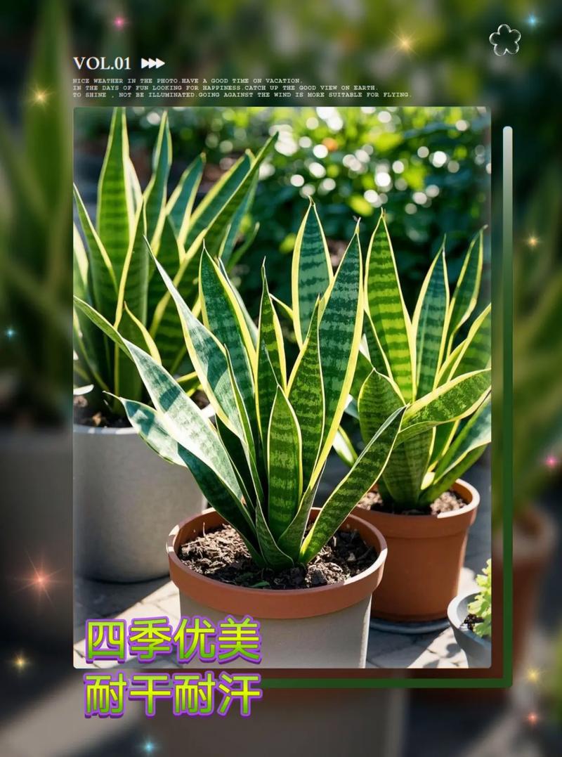 金边虎尾兰有哪些常见品种?-图1 金边虎尾兰有哪些常见品种?-图1