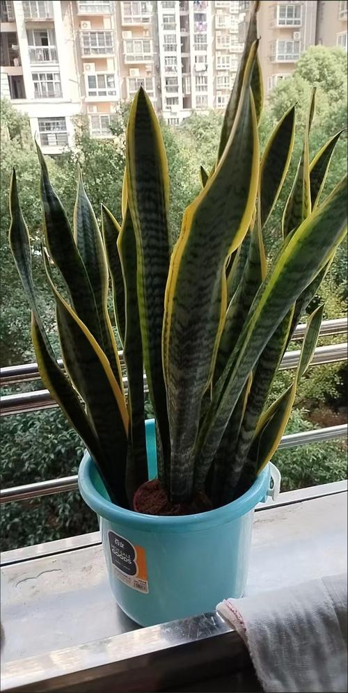 金边虎尾兰有哪些常见品种?-图3 金边虎尾兰有哪些常见品种?-图3