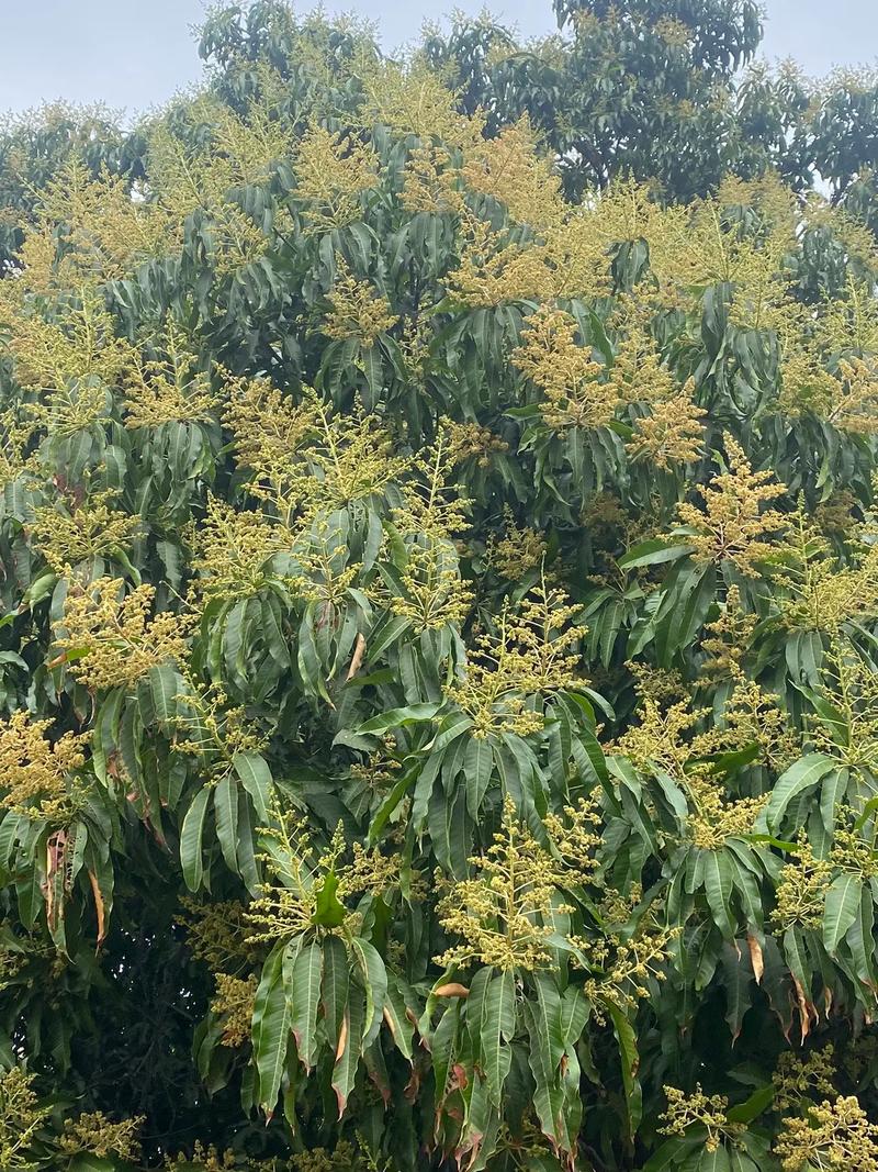芒果花期管理有哪些技术要点？-图1
