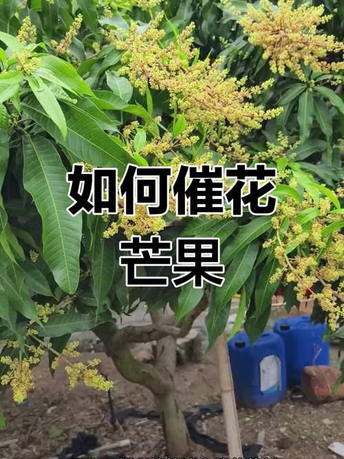 芒果花期管理有哪些技术要点？-图2