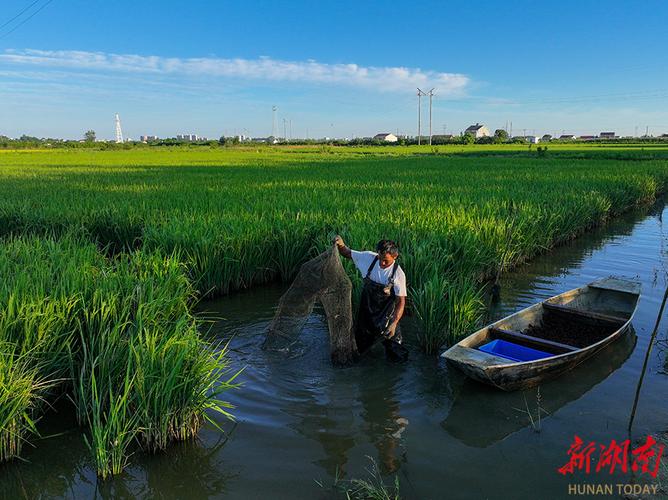 稻田龙虾养殖技术视频怎么学?-图1 稻田龙虾养殖技术视频怎么学?-图1
