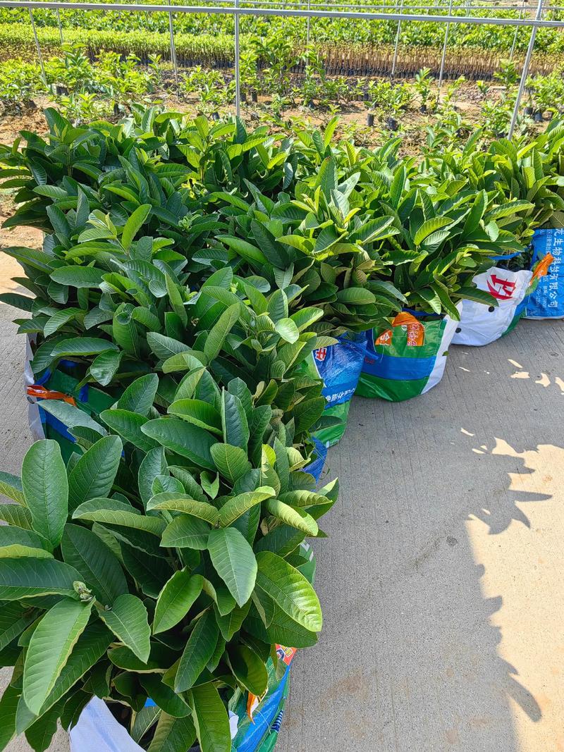 西瓜芭乐怎么种好？管理技术要点有哪些？-图1