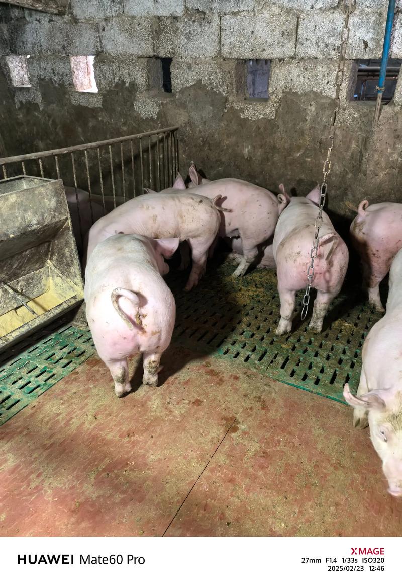 仔猪养殖视频怎么学更高效?-图1 仔猪养殖视频怎么学更高效?-图1