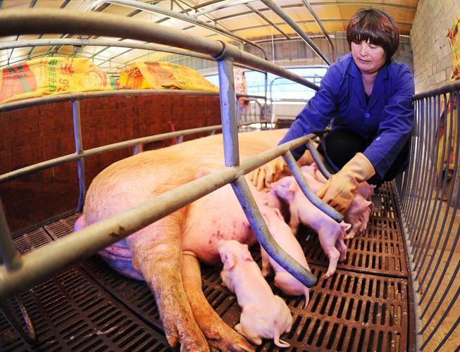 仔猪养殖视频怎么学更高效?-图2 仔猪养殖视频怎么学更高效?-图2