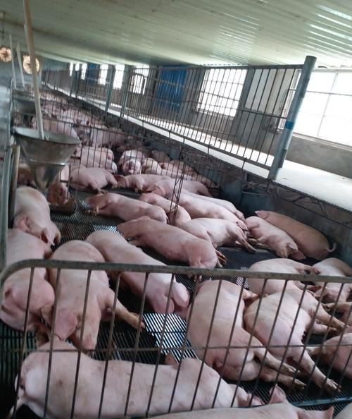 仔猪养殖视频怎么学更高效?-图3 仔猪养殖视频怎么学更高效?-图3