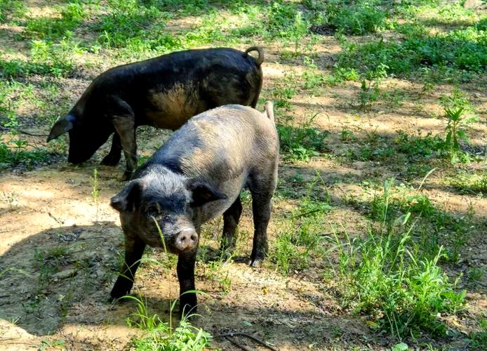 陕西土猪品种有哪些?-图1 陕西土猪品种有哪些?-图1