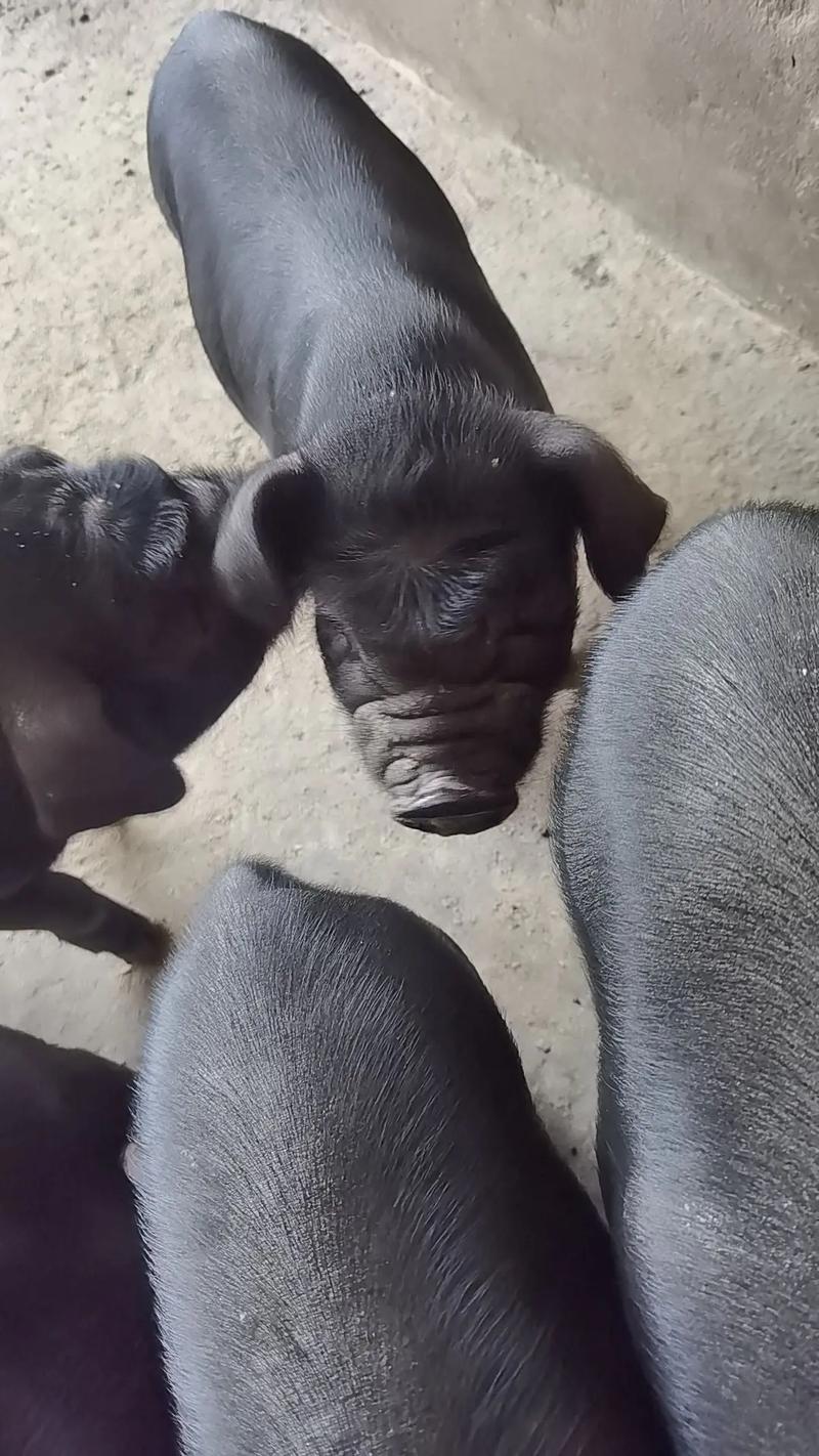 陕西土猪品种有哪些?-图3 陕西土猪品种有哪些?-图3