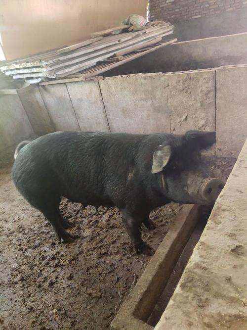 陕西土猪品种有哪些?-图2 陕西土猪品种有哪些?-图2