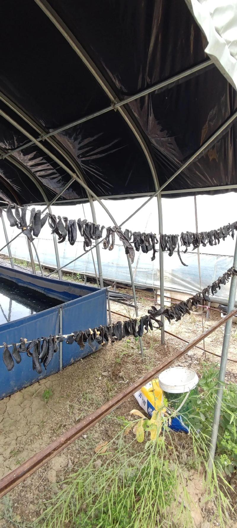 地面网箱养殖水蛭，技术要点有哪些？-图1