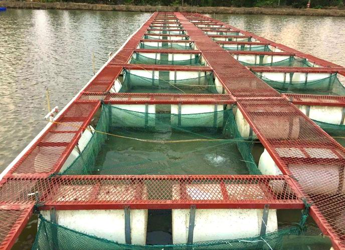 地面网箱养殖水蛭，技术要点有哪些？-图2