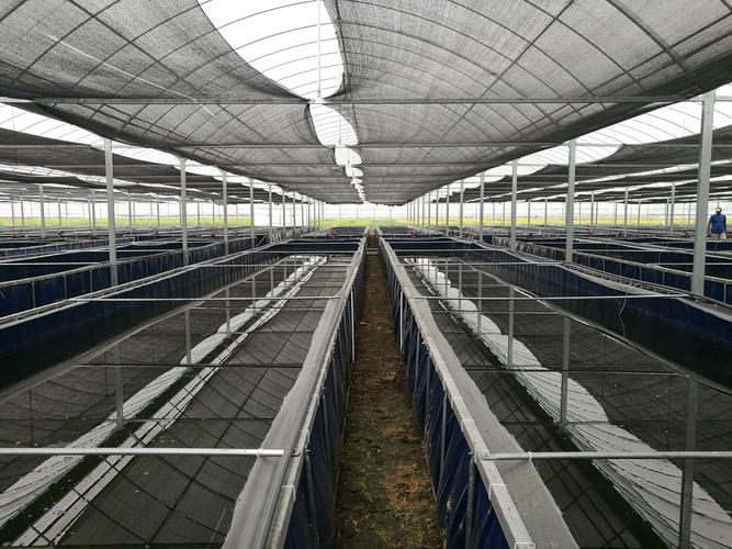 地面网箱养殖水蛭，技术要点有哪些？-图3