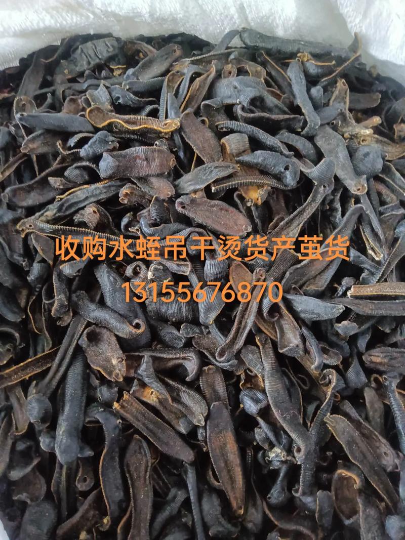亳州水蛭干品价多少？-图3