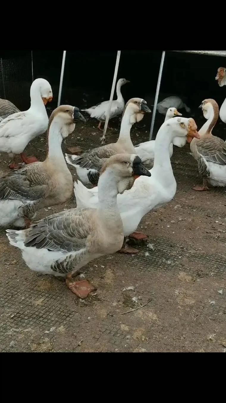 南方适合养什么品种鹅?-图1 南方适合养什么品种鹅?-图1