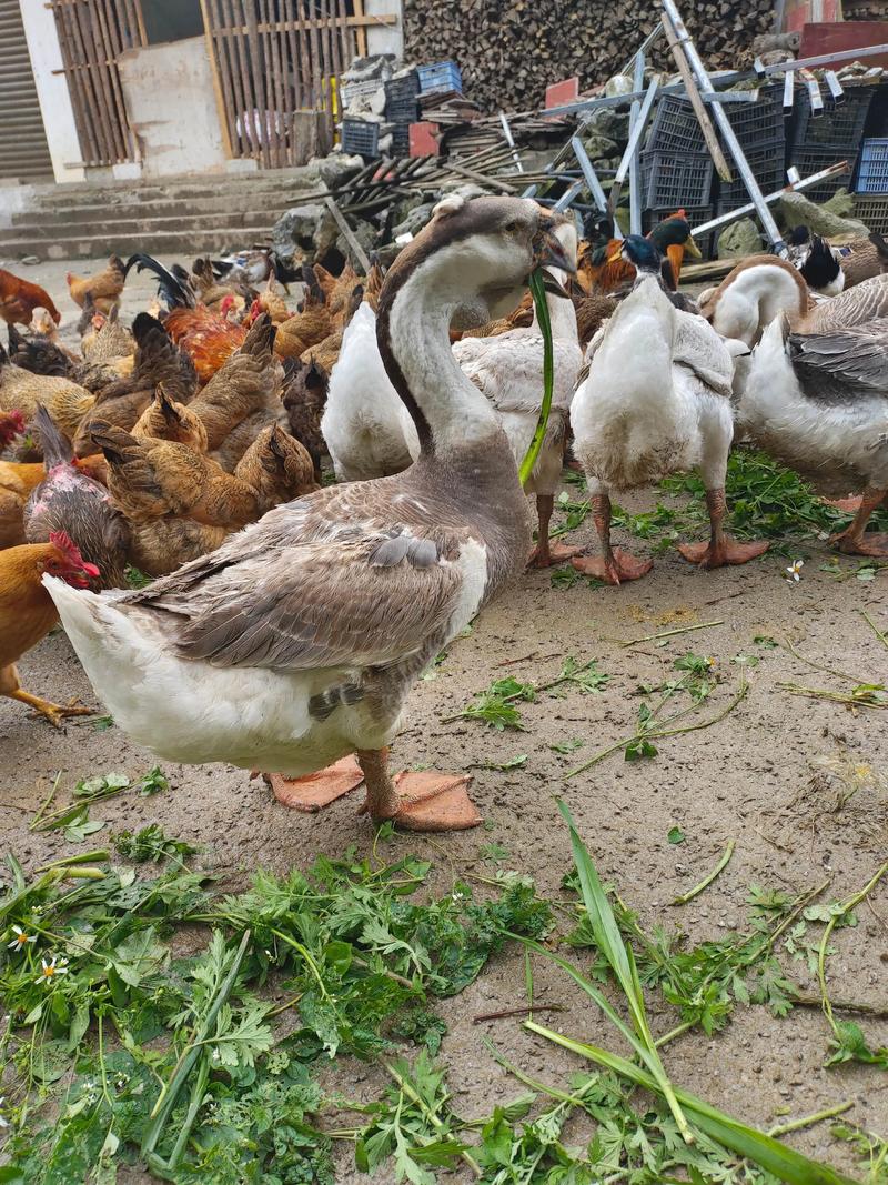 南方适合养什么品种鹅?-图3 南方适合养什么品种鹅?-图3