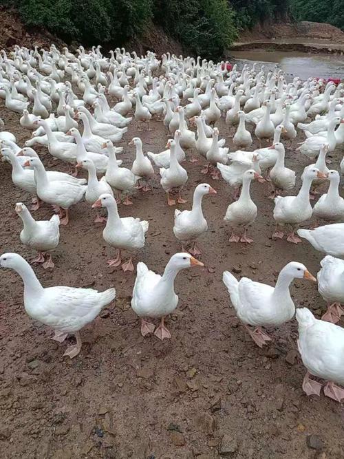 南方适合养什么品种鹅?-图2 南方适合养什么品种鹅?-图2