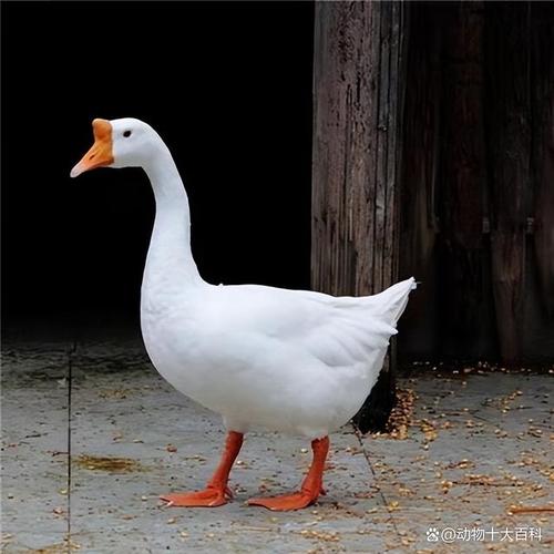 鹅嘴黑色是什么品种？-图2