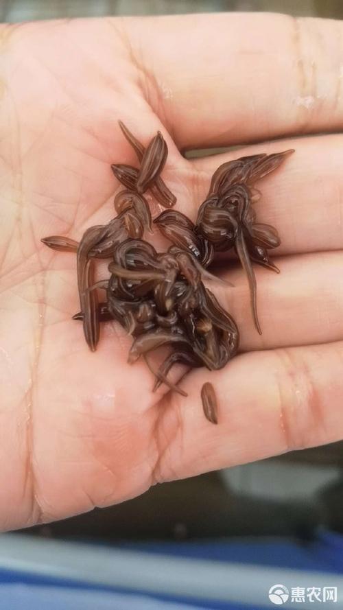 宽体金线蛭品种优势具体有哪些？-图3