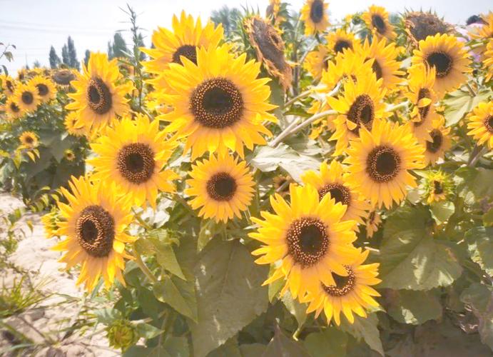 向日葵品种差异究竟有多大？-图1