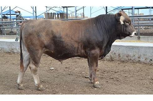 新疆褐牛是什么品种?-图2 新疆褐牛是什么品种?-图2