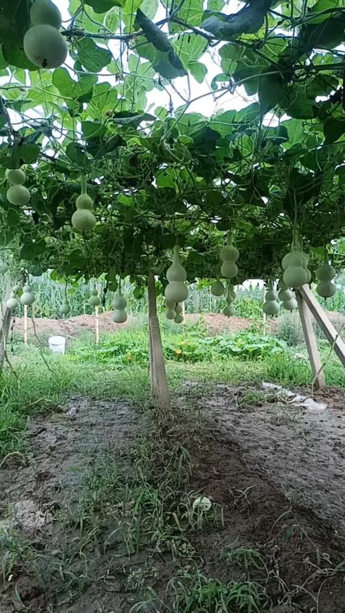 盆栽葫芦怎么种？视频教你技巧！-图3
