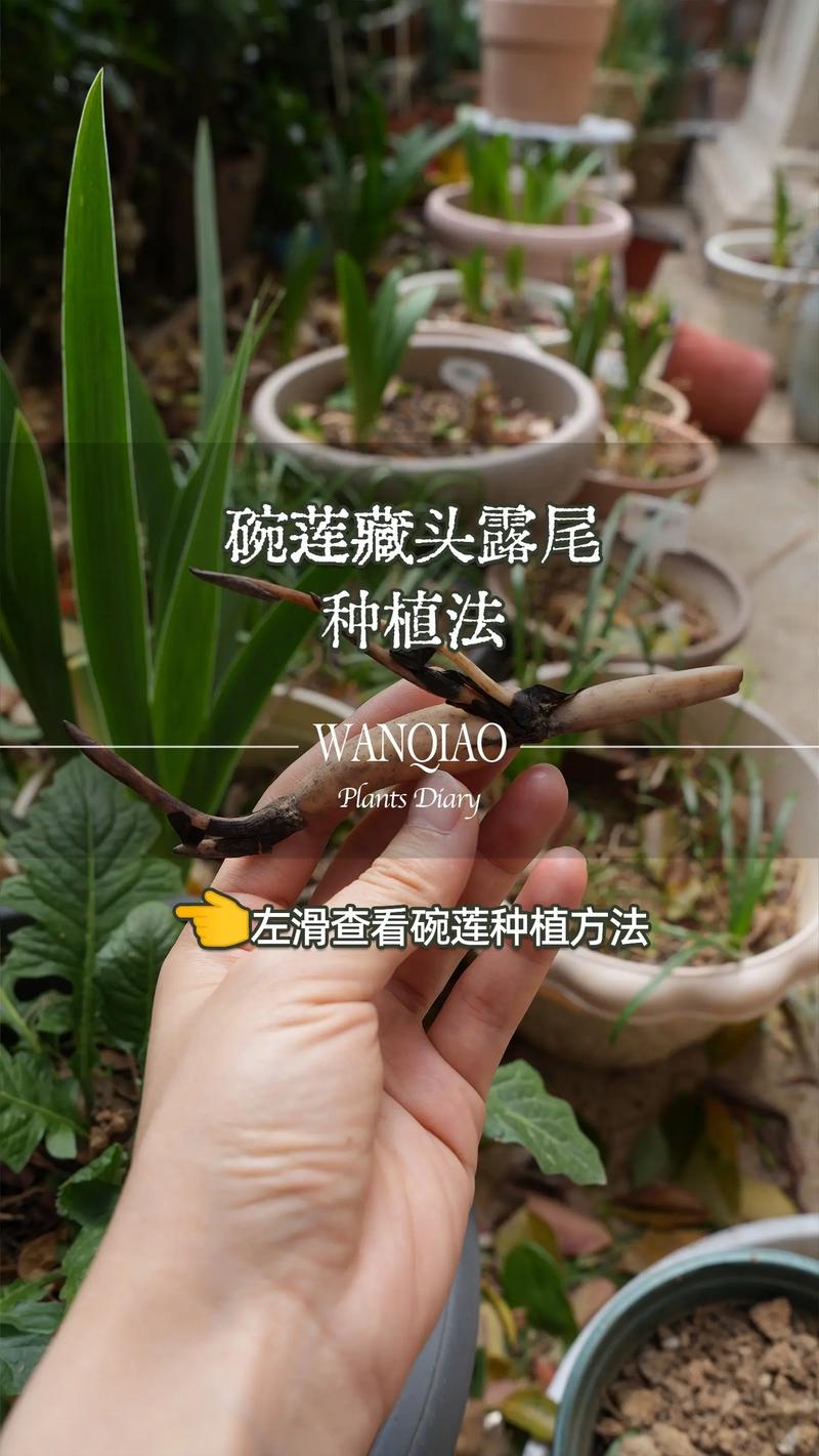 莲藕水蛭混养,如何实现效益最大化?-图3 莲藕水蛭混养,如何实现效益最大化?-图3