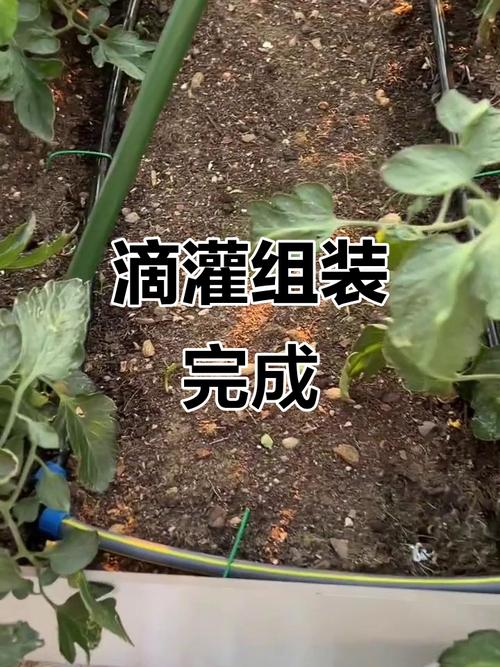 大棚蔬菜滴灌定植技术要点有哪些?-图1 大棚蔬菜滴灌定植技术要点有哪些?-图1