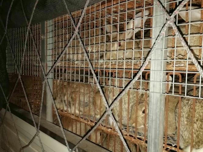 山东獭兔种兔养殖技术要点有哪些?-图1 山东獭兔种兔养殖技术要点有哪些?-图1