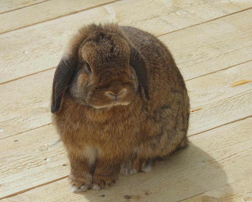 山东獭兔种兔养殖技术要点有哪些?-图2 山东獭兔种兔养殖技术要点有哪些?-图2