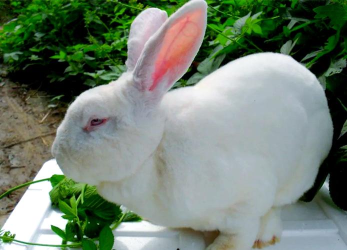 山东獭兔种兔养殖技术要点有哪些?-图3 山东獭兔种兔养殖技术要点有哪些?-图3