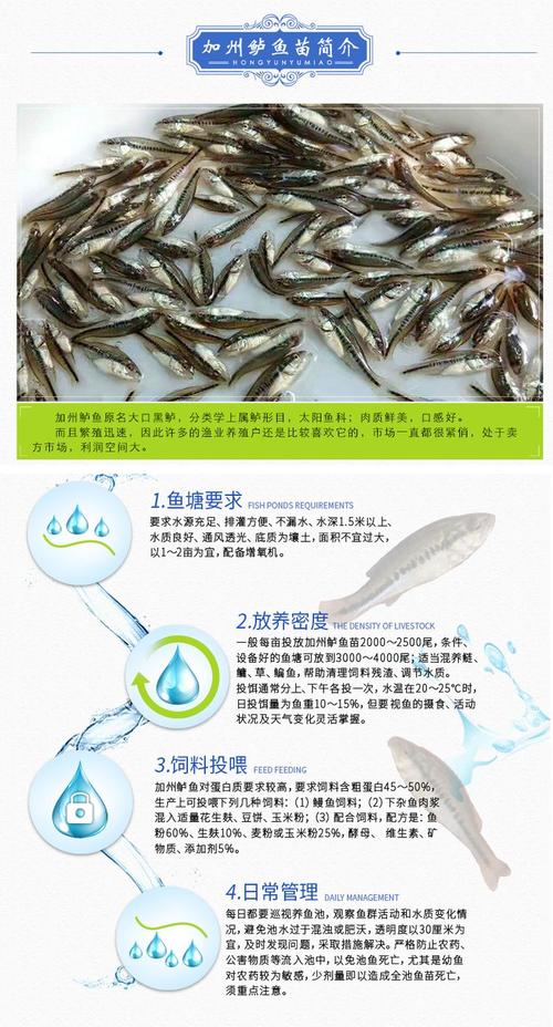 鲈鱼苗价格一斤多少?-图1 鲈鱼苗价格一斤多少?-图1