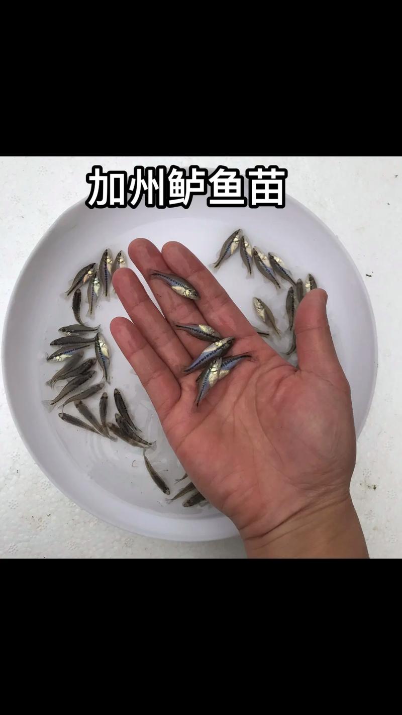 鲈鱼苗价格一斤多少?-图2 鲈鱼苗价格一斤多少?-图2