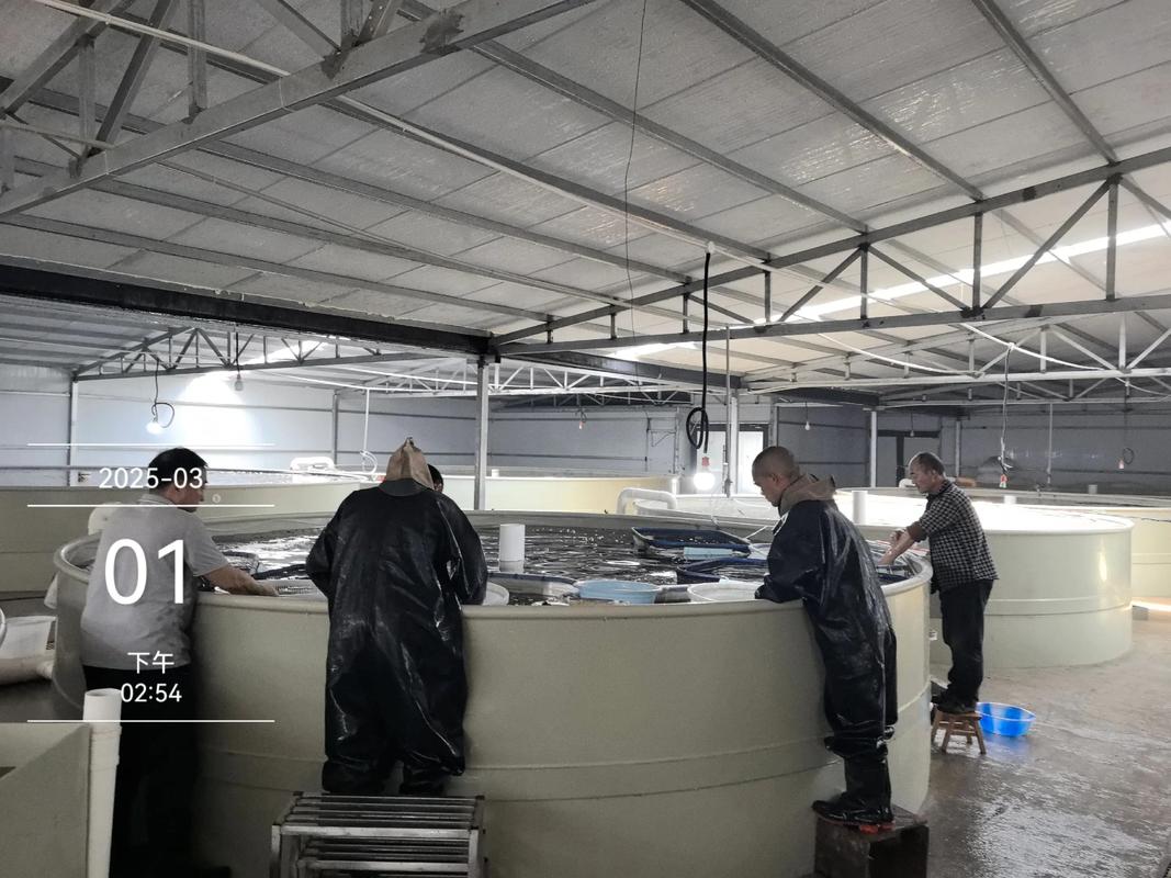 鲈鱼苗价格一斤多少?-图3 鲈鱼苗价格一斤多少?-图3