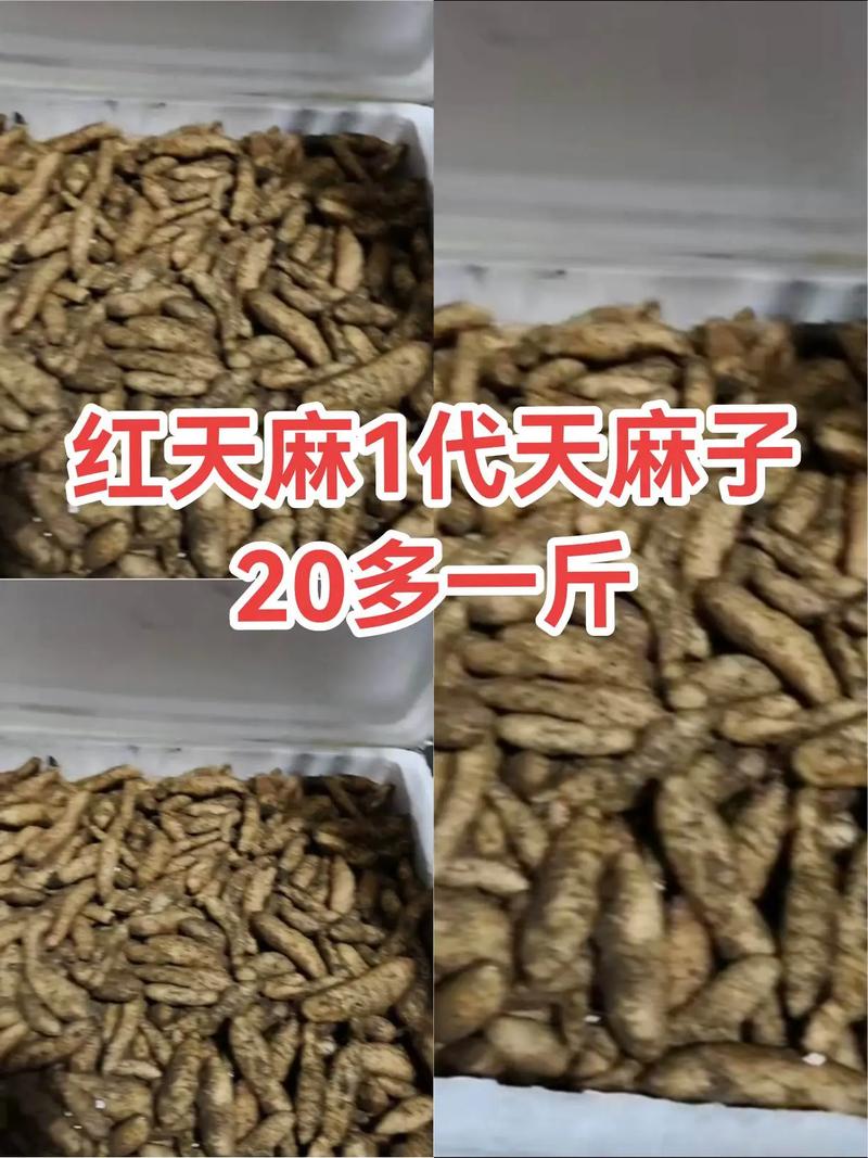 天麻子价格一斤多少钱？-图2