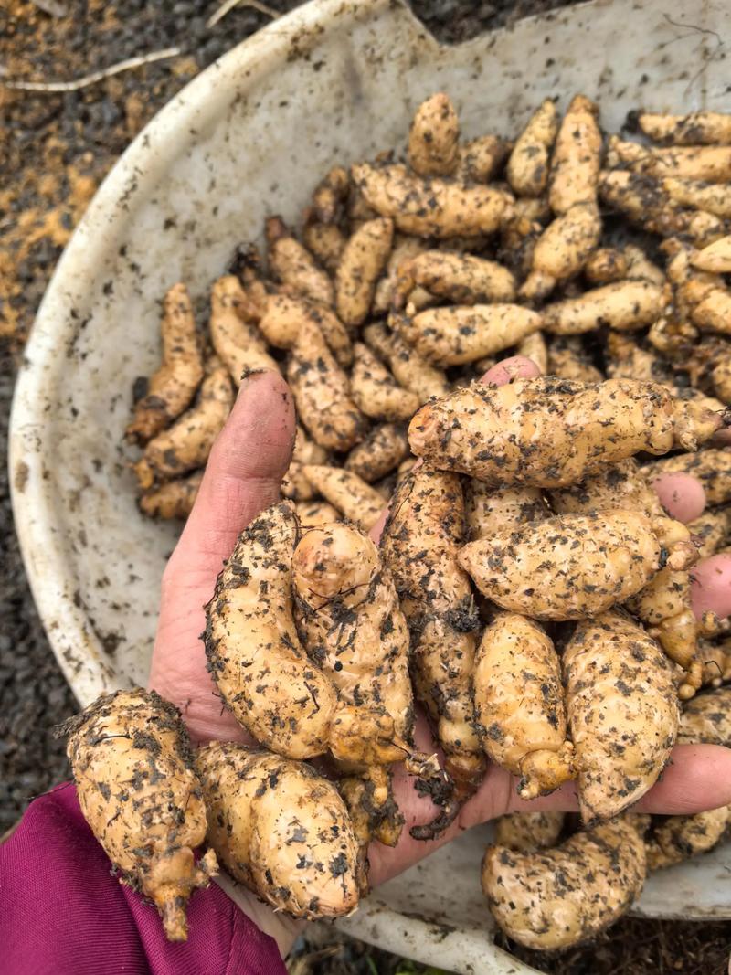 天麻子价格一斤多少钱？-图3