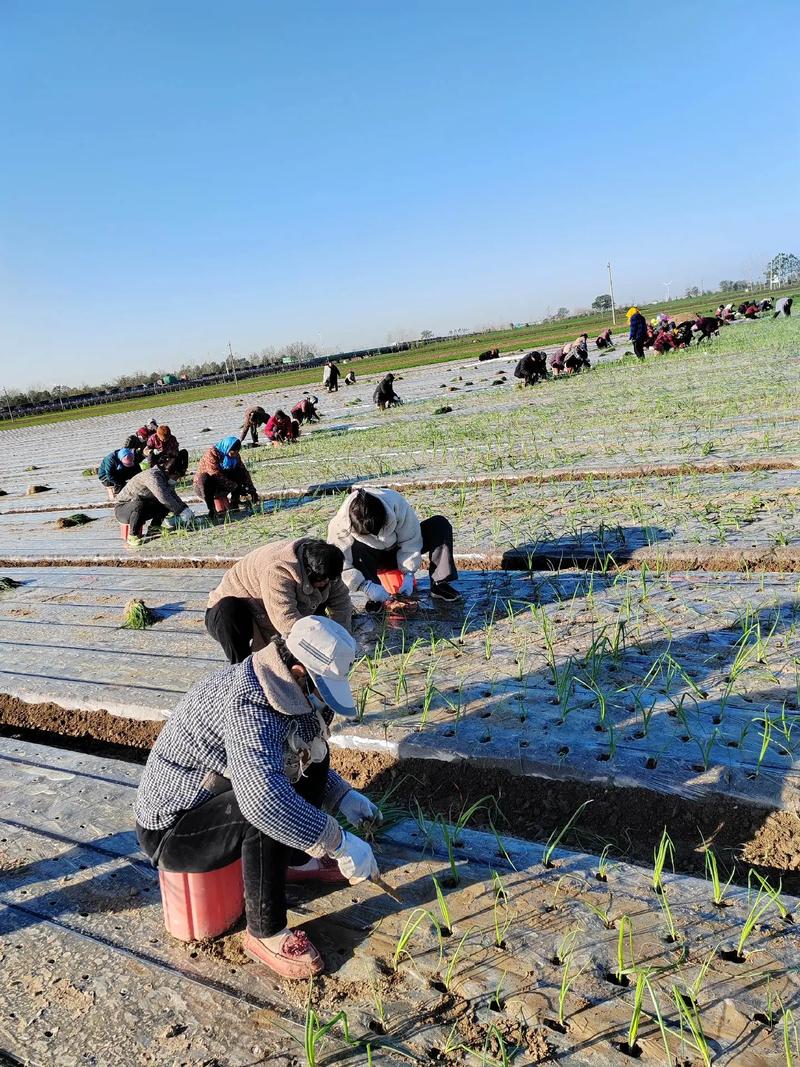北方洋葱种植技术视频，如何高效种植？-图1